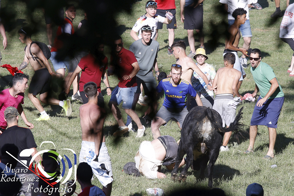 fotos lavalenguas 2025, soria Valonsadero